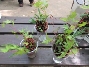 炭植え観葉植物等植付教室