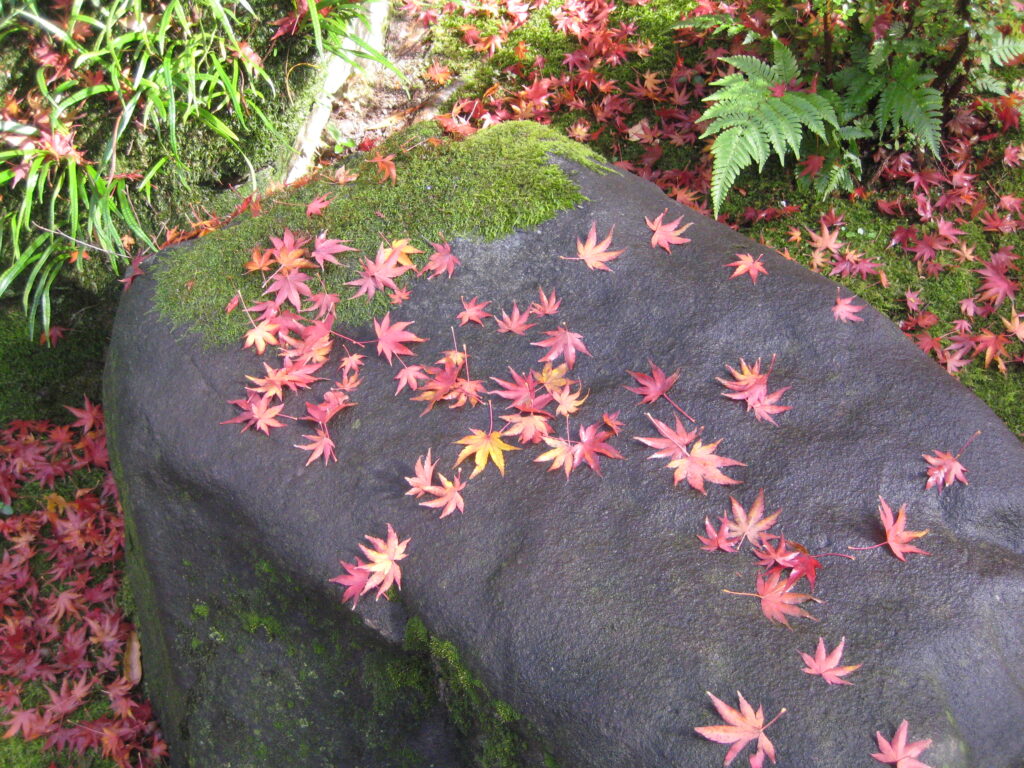 ARNEアーネ様の紅葉特集に掲載していただきました