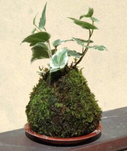苔玉教室