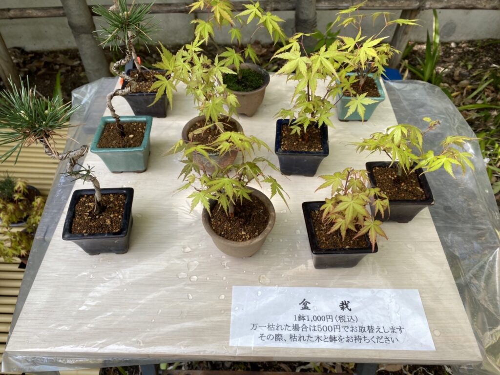 ミニ盆栽の販売