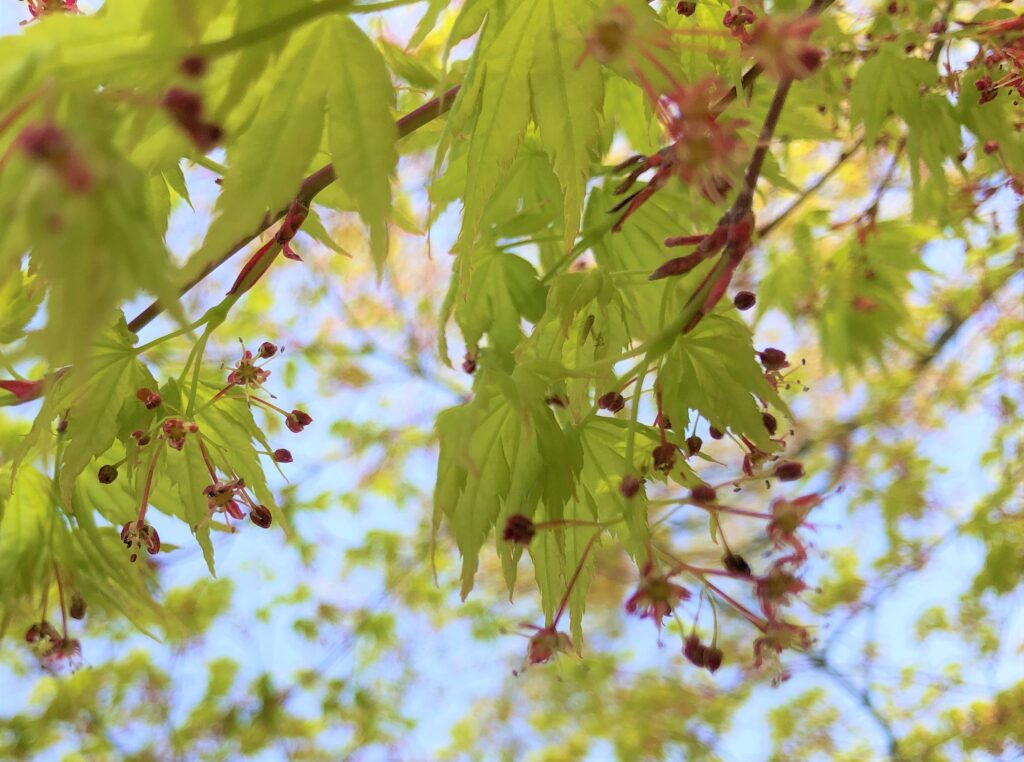 お花見のお誘い