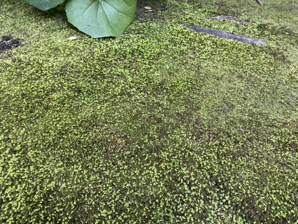 苔の新芽