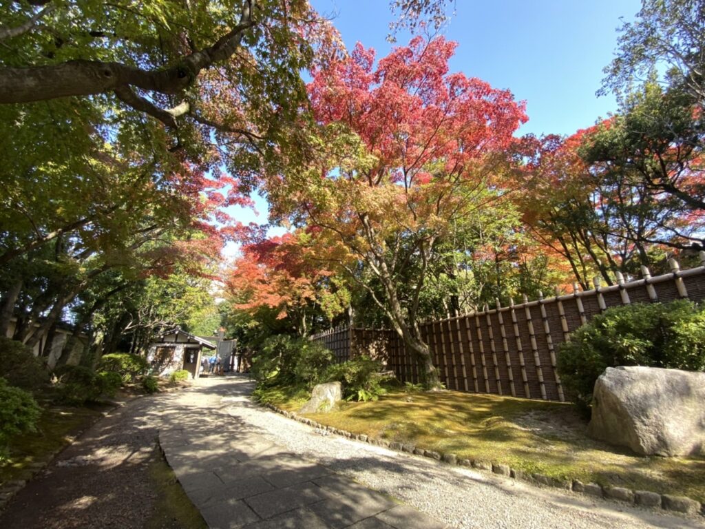 もみじ便り～紅葉の様子をお伝えします～
